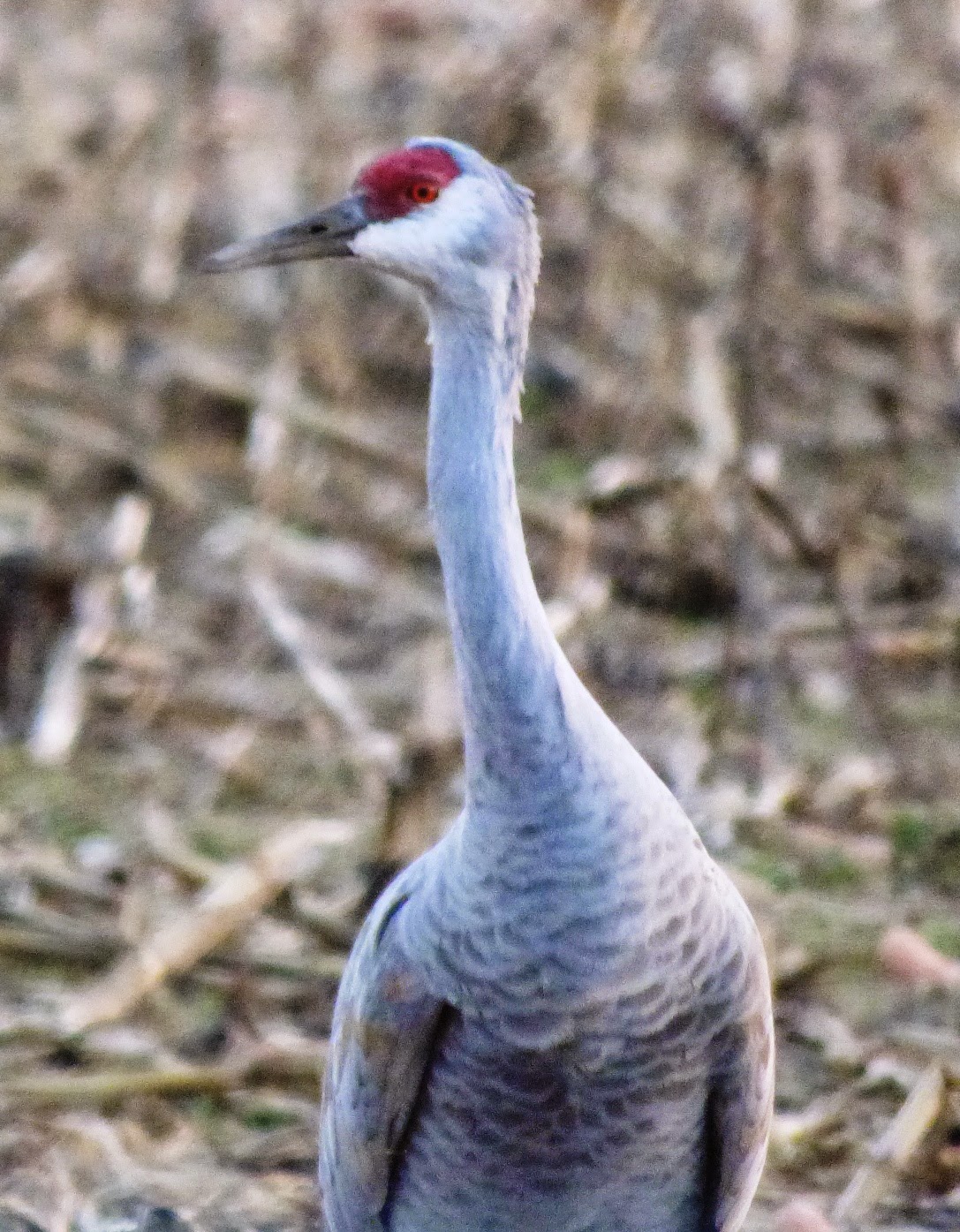 Geotripper's California Birds Bird of the Day Sandhill Cranes at the