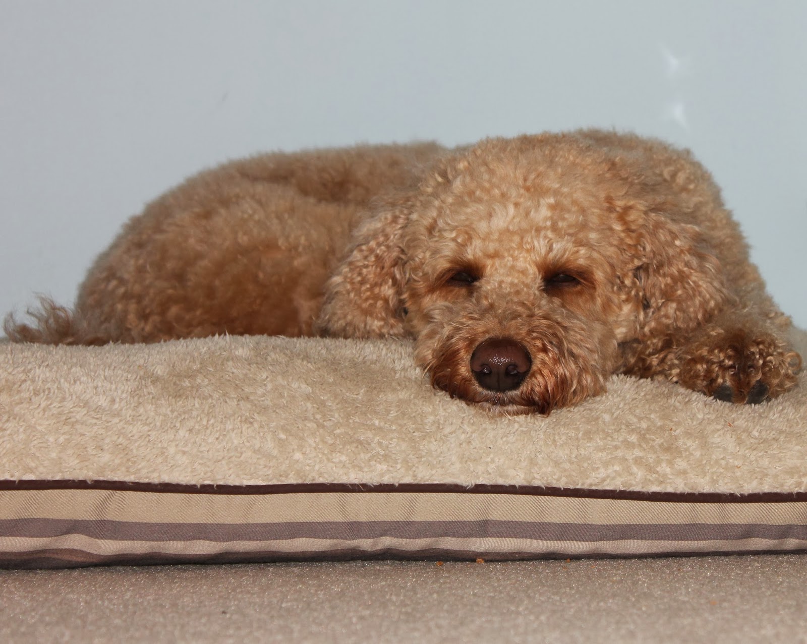 Life and Loves of a Labradoodle "Bedouin" dog...which bed are you in?