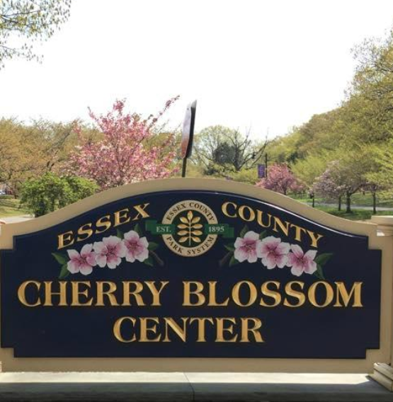 Endangered New Jersey Essex County Cherry Blossom Festival 2016