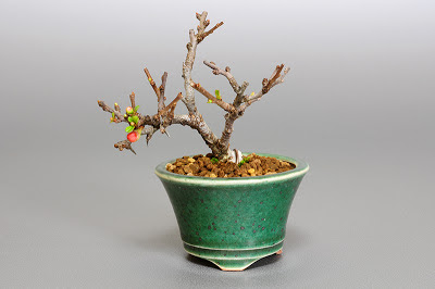 チョウジュバイ-F1（長寿梅盆栽）Chaenomeles speciosa 'Chojubai' bonsai