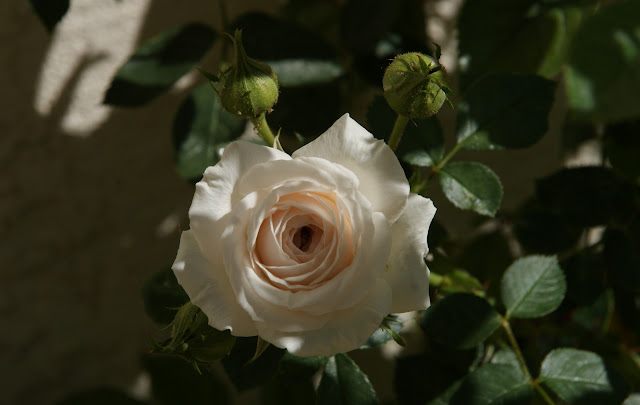 Organic Garden Dreams: March Roses