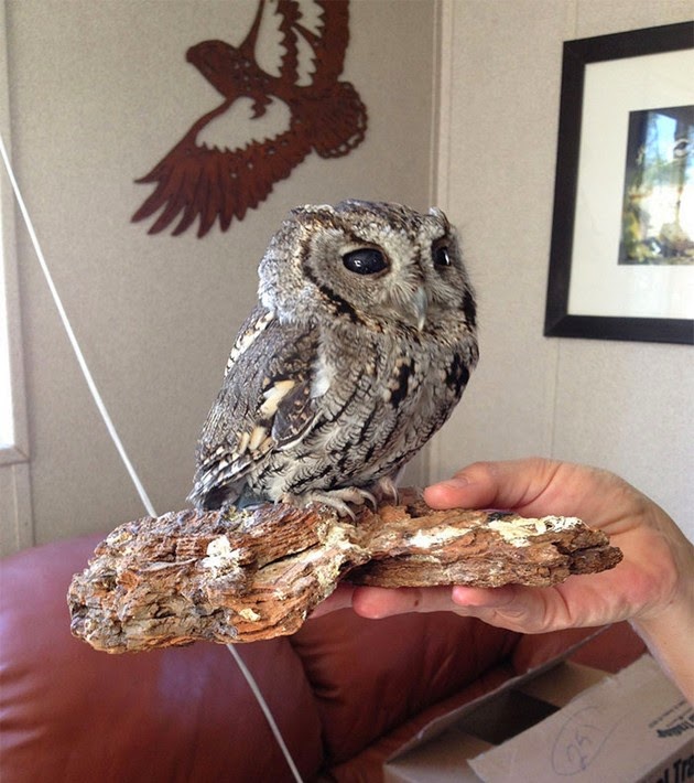 Zeus owl