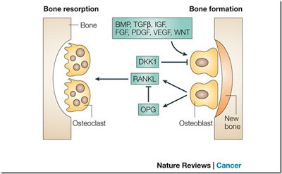 Osteoblast vs Osteoclast