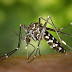 Mosquitos- A threat to all