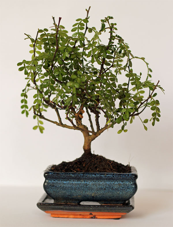 pfefferbaum bonsai kaufen