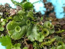 Gambar Tumbuhan Lumut Hati Gambar Gambar Tumbuhan