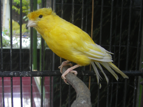 Daftar Harga Burung Kenari Terbaru 2020 Abang Kicau Mania