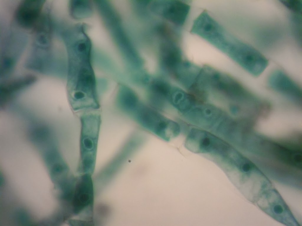 Ourlad's Paradigm: Division Chlorophyta