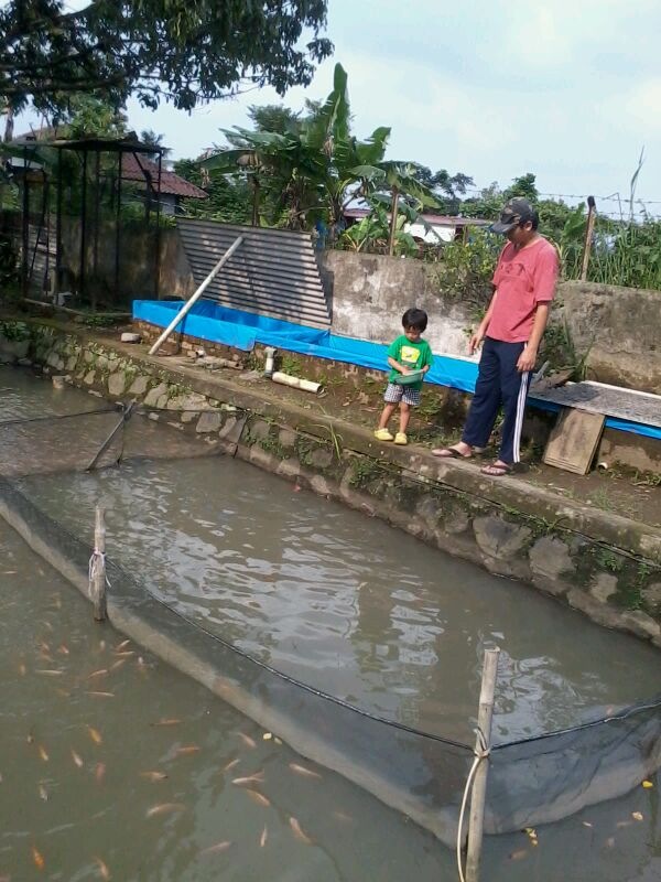 Gambar Kolam Ikan Di Sawah - Tentang Kolam Kandang Ternak