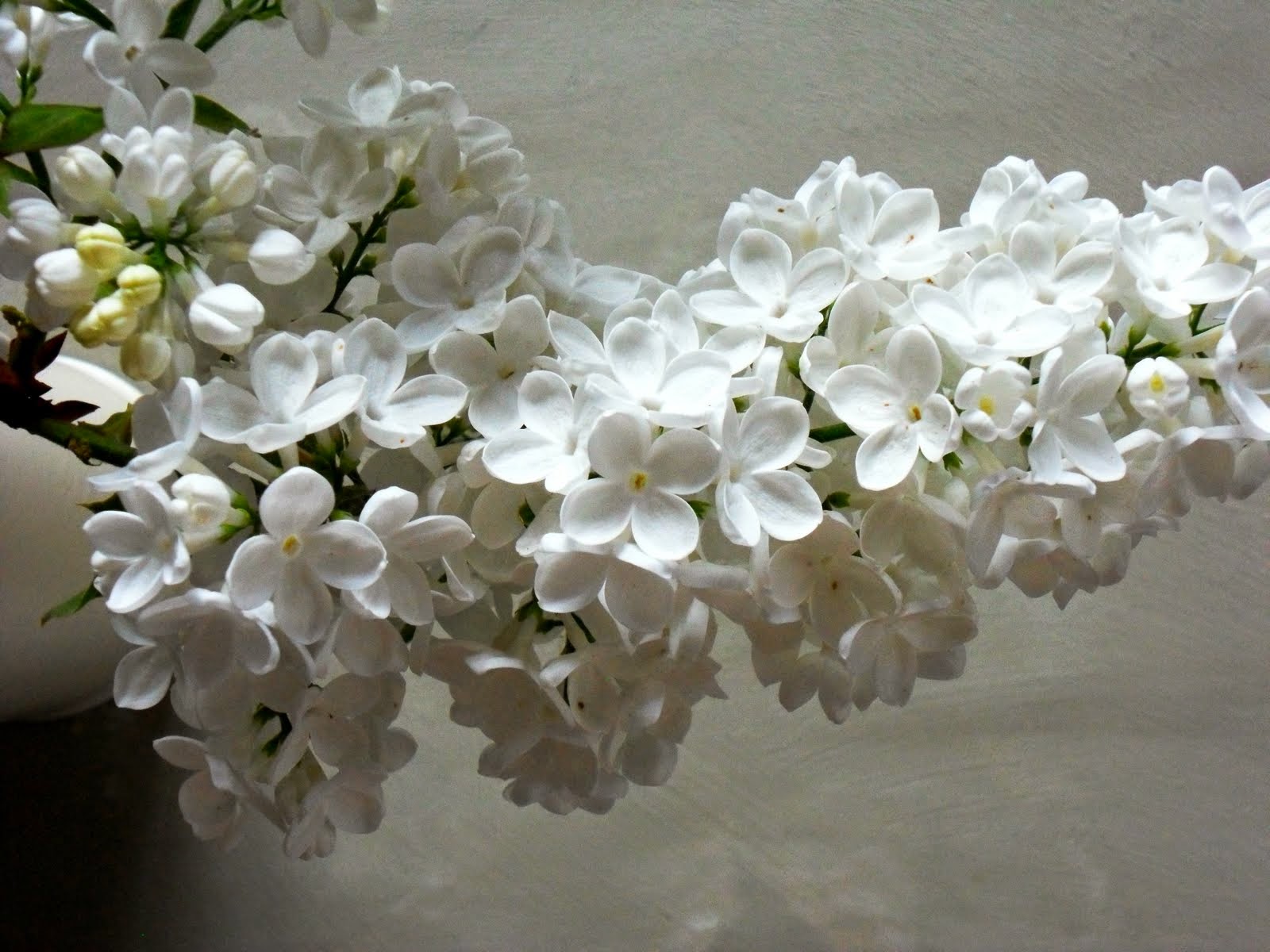 gillyflower: White Lilac