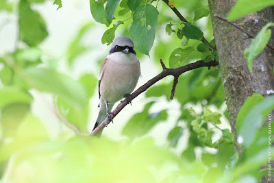 Сорокопут жулан. Red-backed Shrike. Lanius collurio