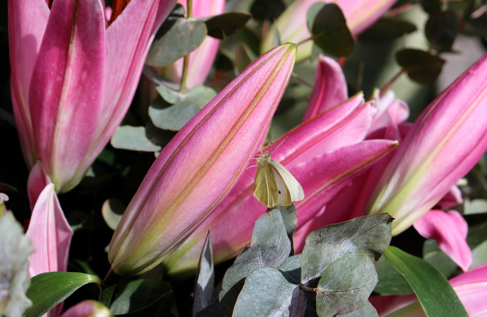 Pink Robina Lily Bouquet OK Bouquet Pink Robina Lily Bouquet OK Bouquet