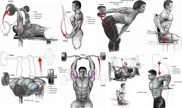 Best workout To Quickly Get Huge & Mass Triceps