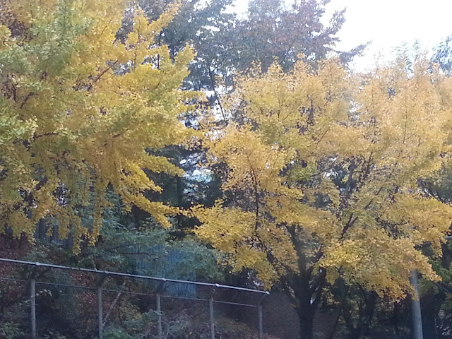 Yellow trees at Seoul