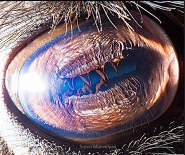 by Suren Manvelyn | Animal's Eye by Suren Manvelyn | Animal's Eye