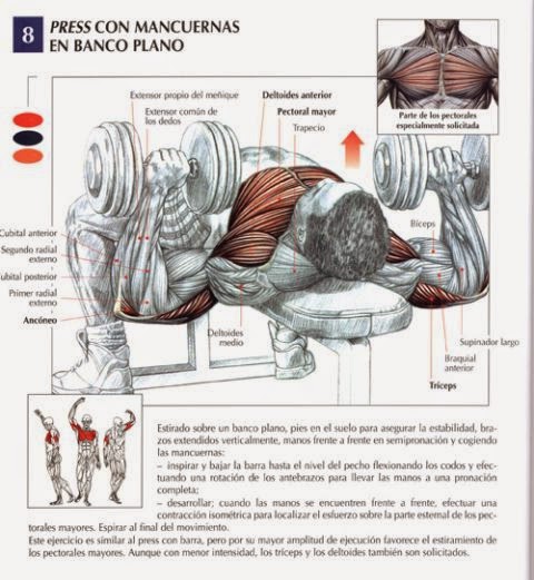 musculos implicados en el press de banca