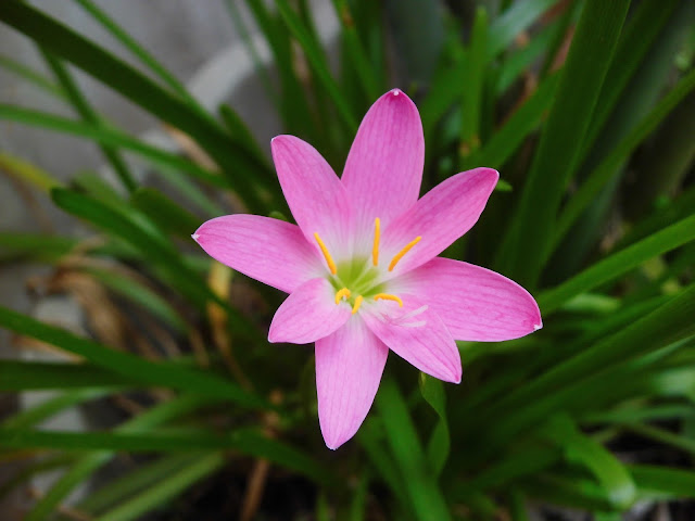  Bunga Lily Hujan Pink (Zepyranthes rosea) 