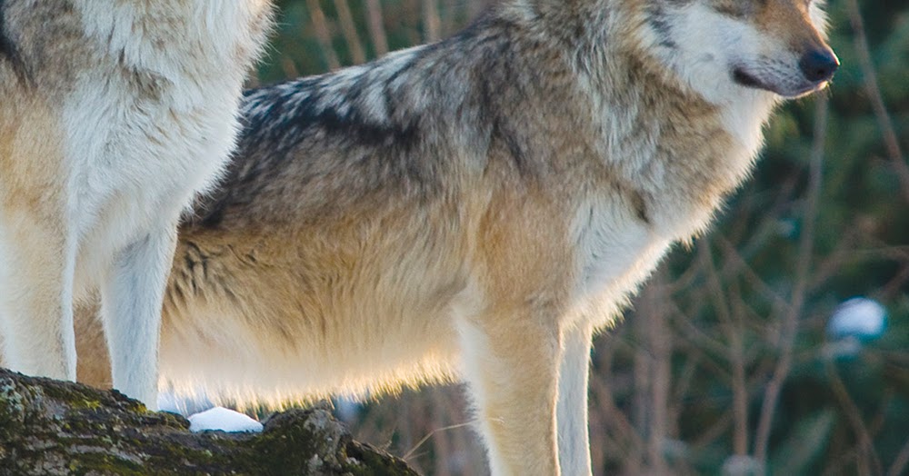 elpasonaturally Take a stand for wolves in Texas