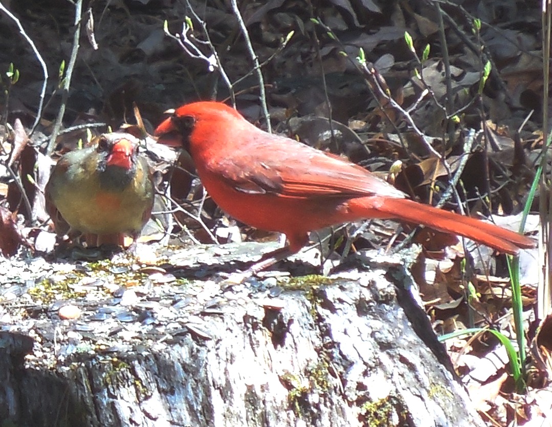 Conscious Art Studios Cardinal Totem and its Symbolic Meaning