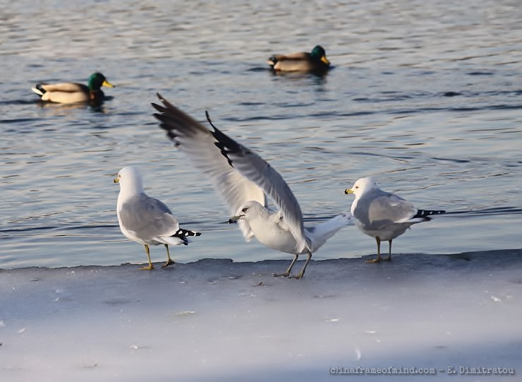 in a frame of mind seagulls on frozen lake