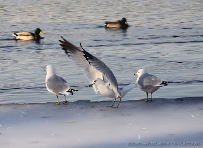in a frame of mind seagulls on frozen lake