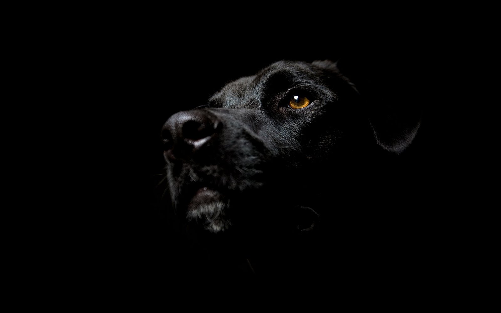 Unique Animals blogs: Black Dog Wallpapers for Desktop