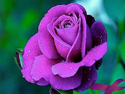 purple rose wallpapers flowers normal roses dark amazing flower nature bunga