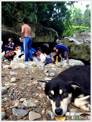 The tired guide dog in Guining falls