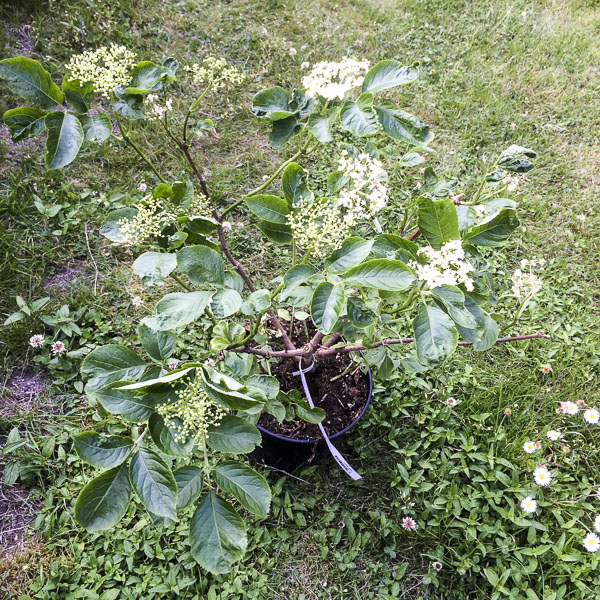 fläder, sambucusnigra fläder, sambucusnigra