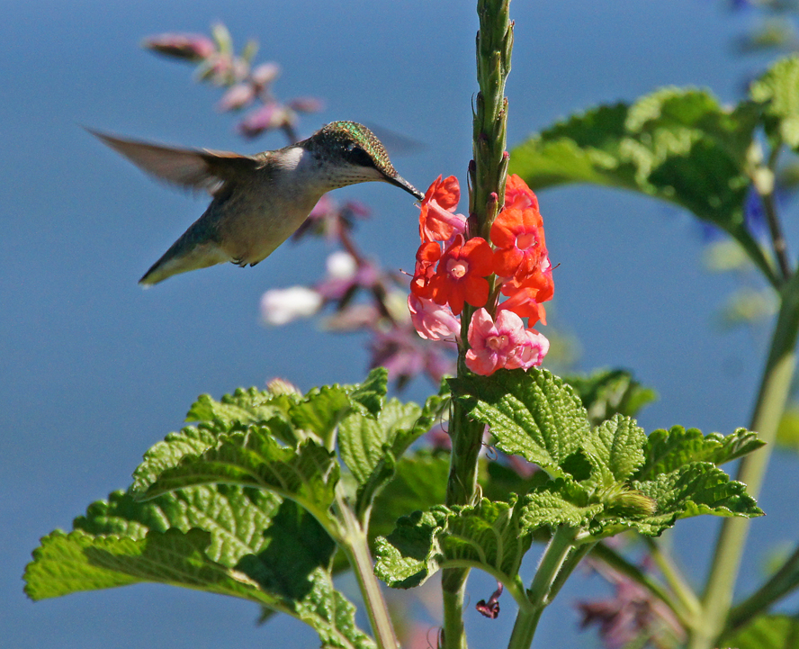 A Long Island Summer In Pictures THE BAITING HOLLOW HUMMINGBIRD SANCTUARY
