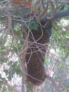 Bee swarm at rest