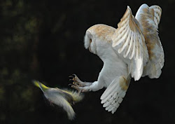 owl barn owls birds bird species animals june