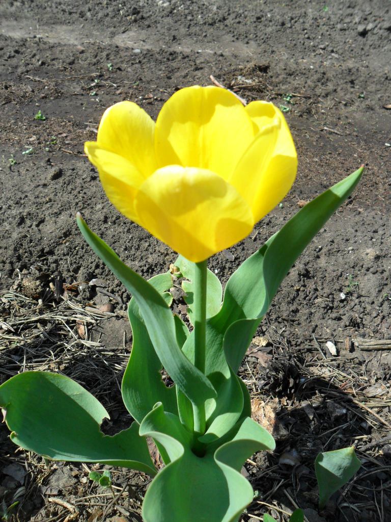 Вкусный Огород