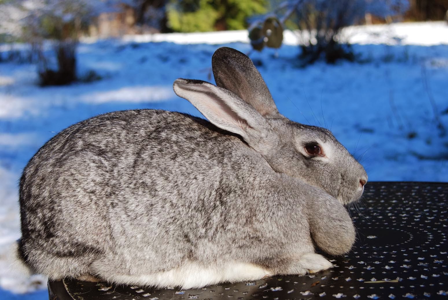 Applegarth Farm American Chinchilla and Cinnamon Rabbits