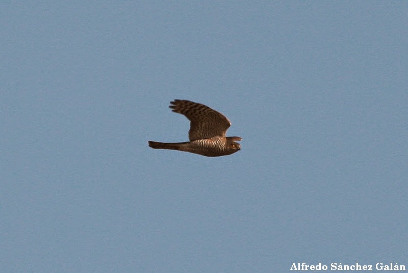 Aves de Aragón Gavilán