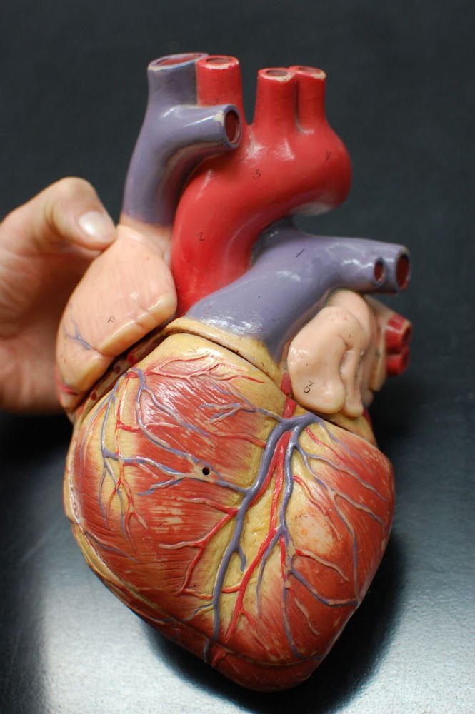 Human Anatomy Lab: Heart Models