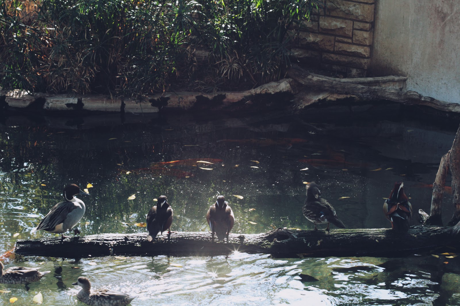 Triple Thread San Antonio Zoo triple-thread-san-antonio-zoo