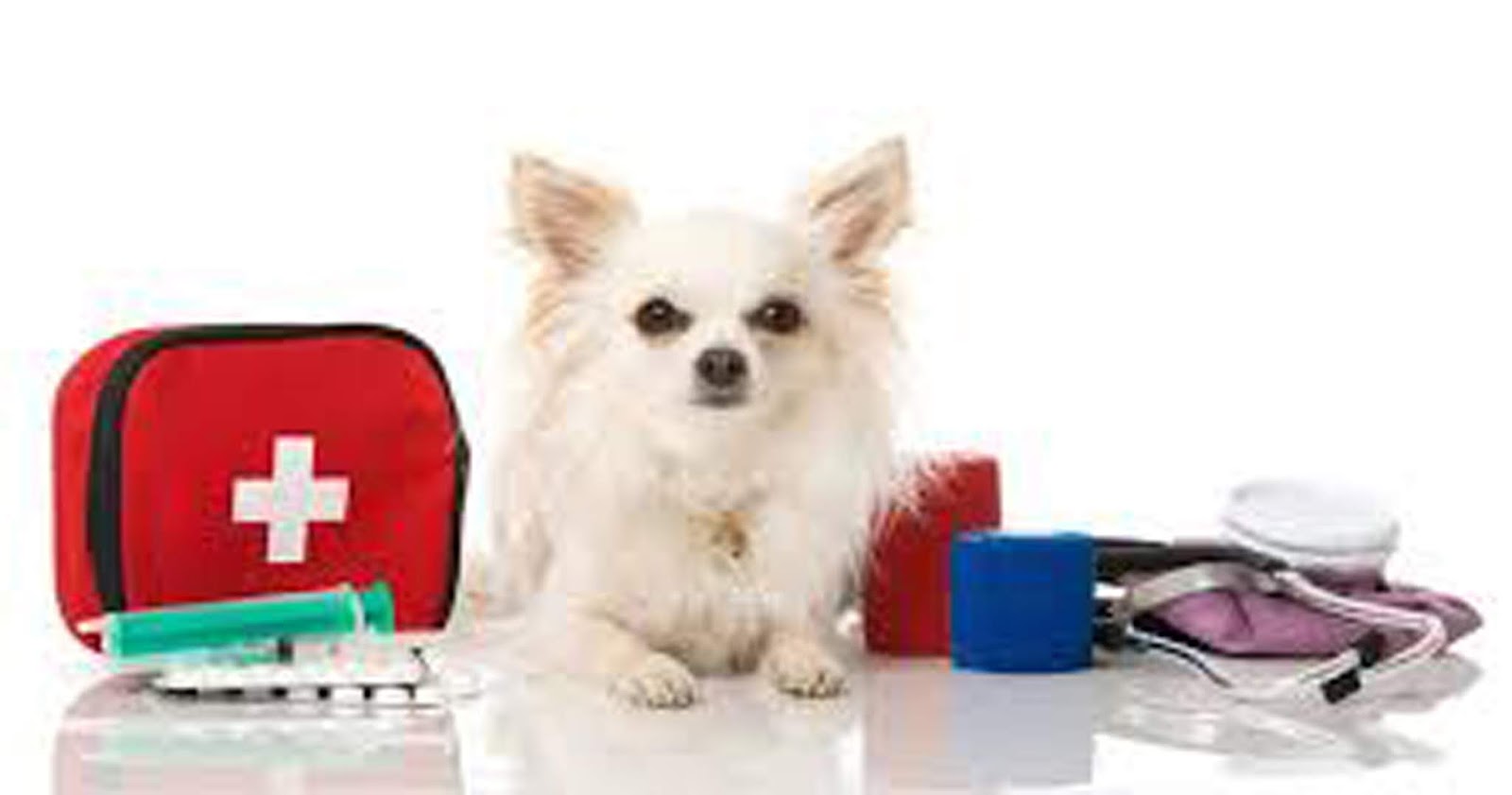 It's a Dog's World 4 First Aid Procedures For Dogs That Every Pet