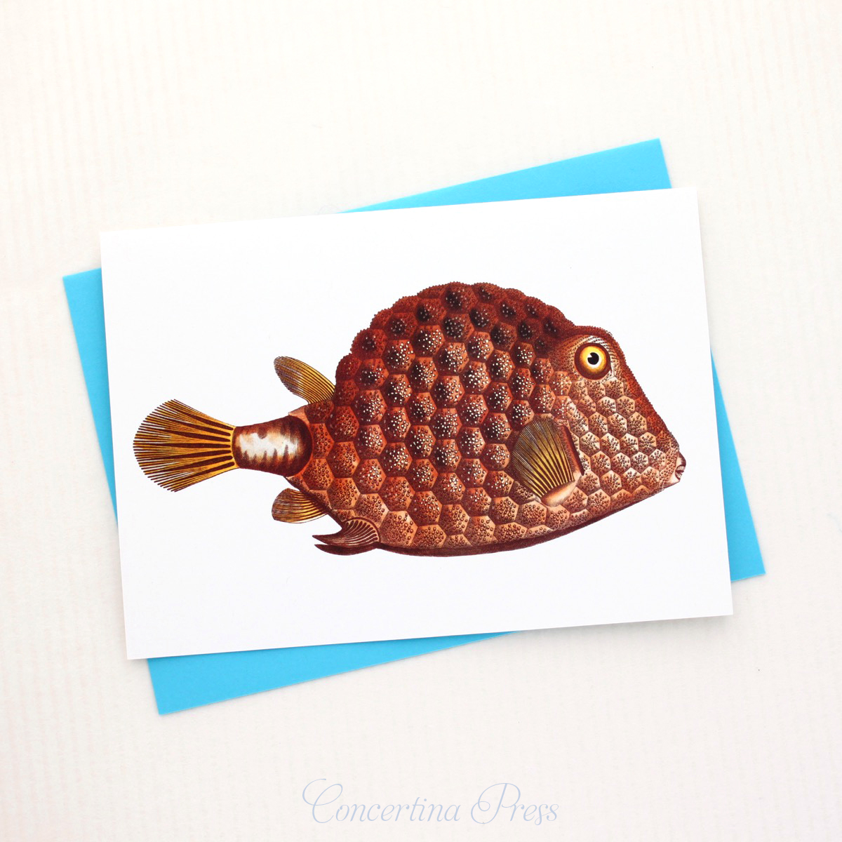 Trunkfish Gift Blank Greeting Card
