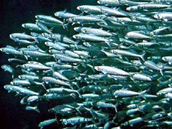 Omega 3, banco de sardinas