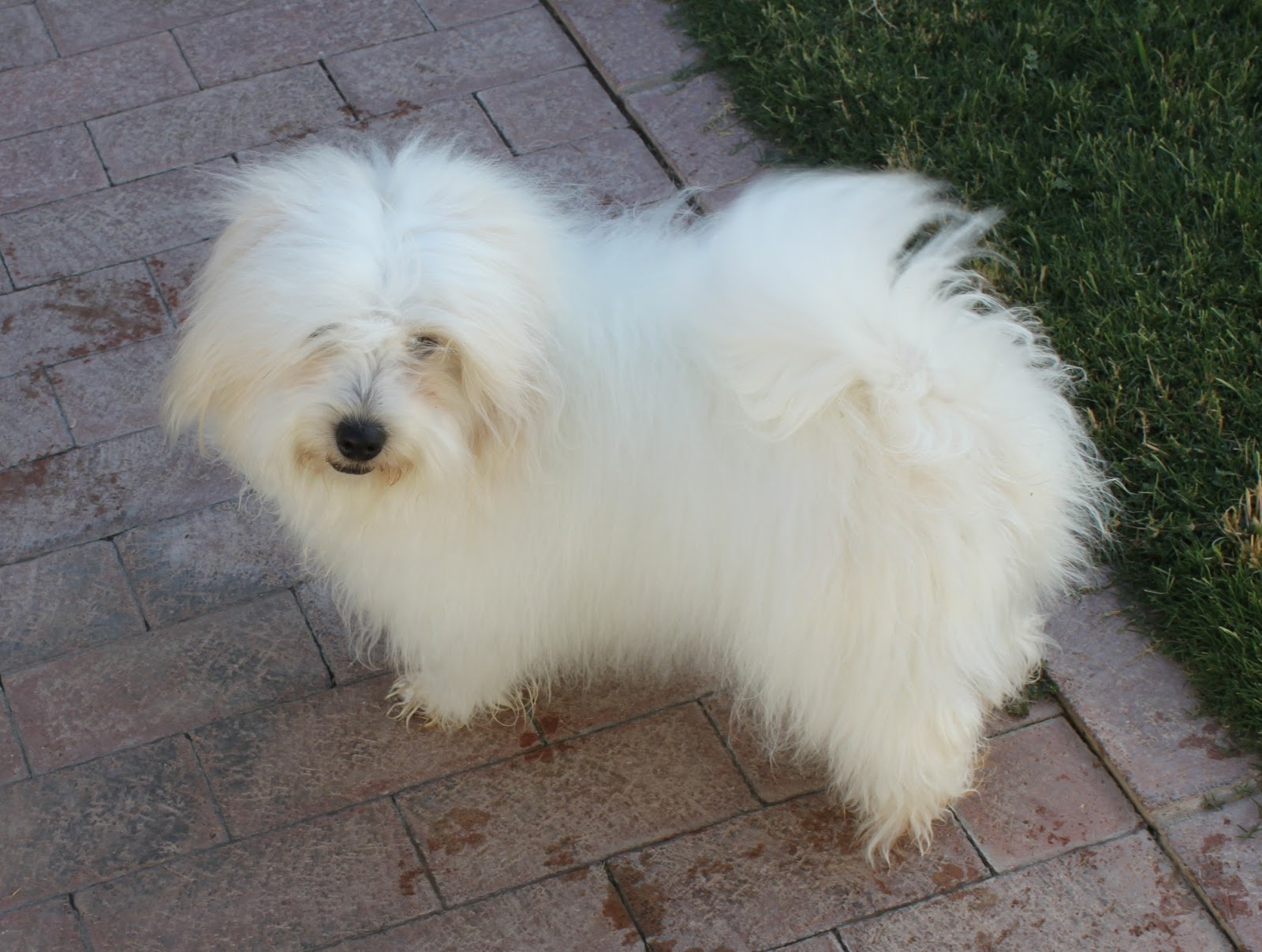 Coton de Tulear Breeders of Excellence/Coton de Tulear Puppies/Coton