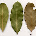 HECHIZO CON LAUREL PARA QUE SE CUMPLA UN DESEO