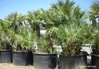  palmeras chamaerops-humillis-750L-barnaplant
