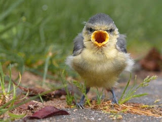 Fotos de los Angry birds en la vida real.