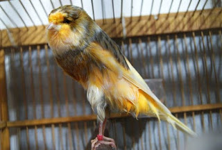 Burung Kenari - Solusi Penangkaran Burung Kenari -  Kode Ring Kenari Import Pada Negara Jerman