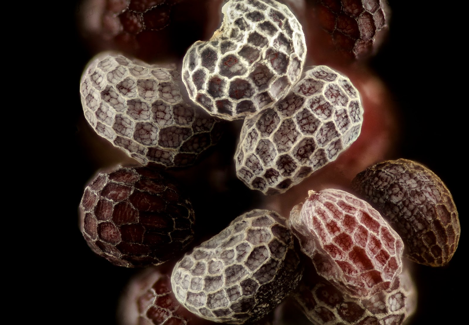 millenniumproizvod Health Benefits of Poppy Seeds