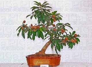 Cara Menanam dan Merawat Bonsai Sawo Agar Banyak Berbuah