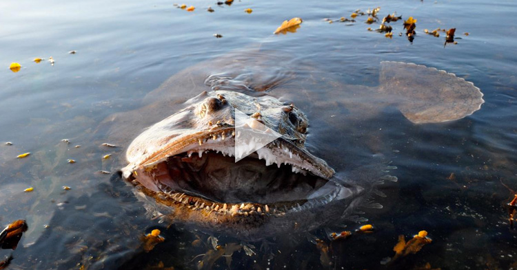 A closer look to one of the world's "most terrifying" sea creatures