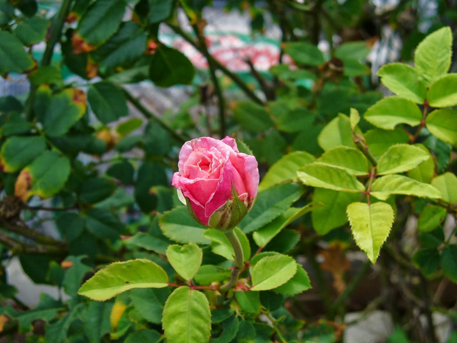 Pink rose Pink rose