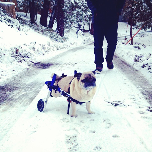 pug in wheels in the snow